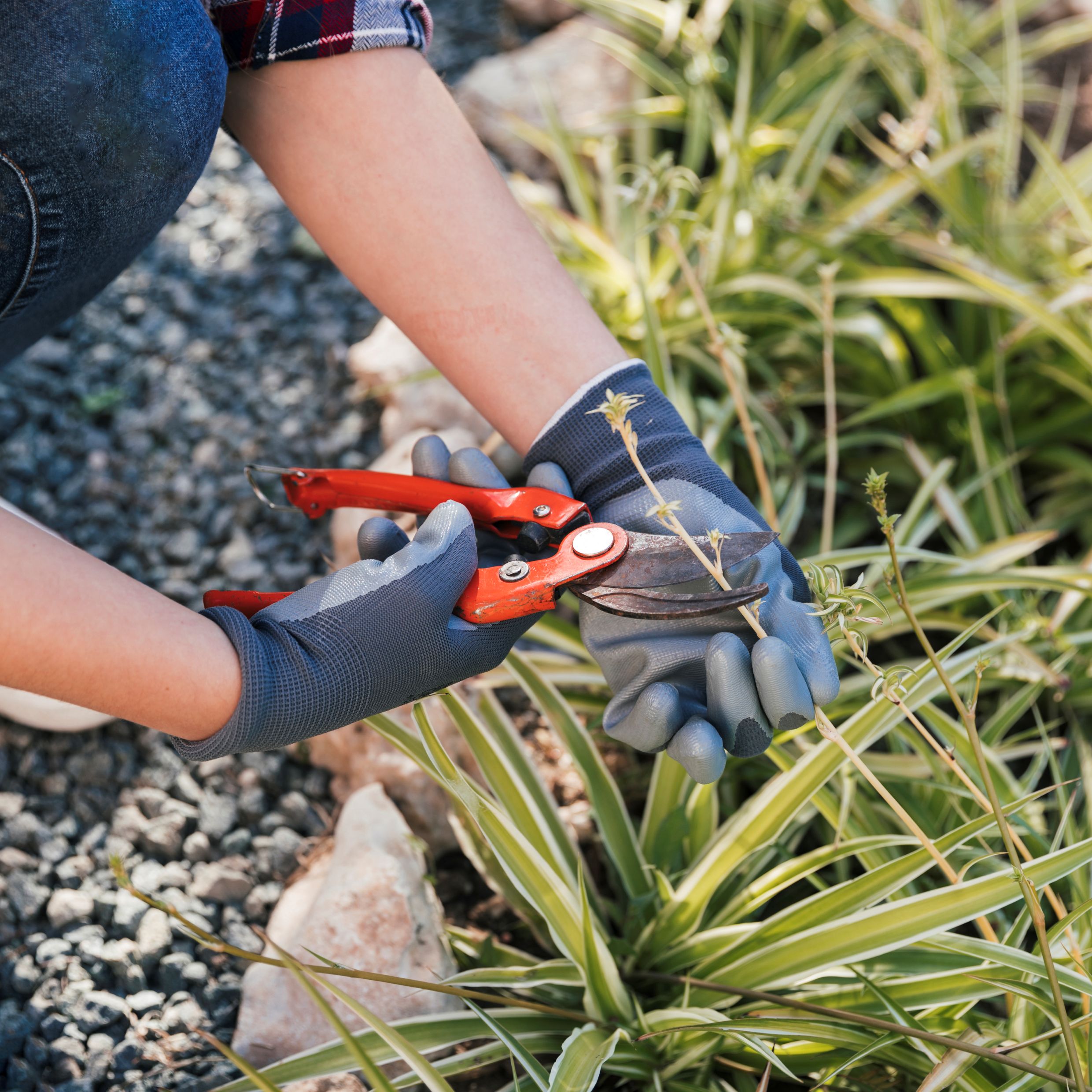 primer plano de un jardinero de sexo femenino que poda las plantas en el jardin